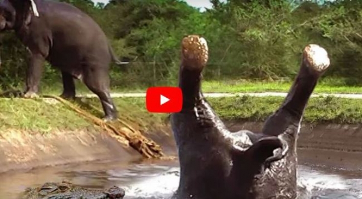 (영상) 발 헛디딘 코끼리 마중나온 악어