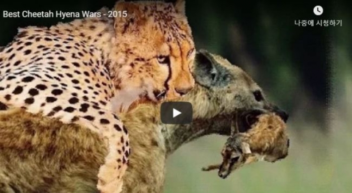 (영상) ‘2인조 하이에나’ 단칼에 해치운 치타