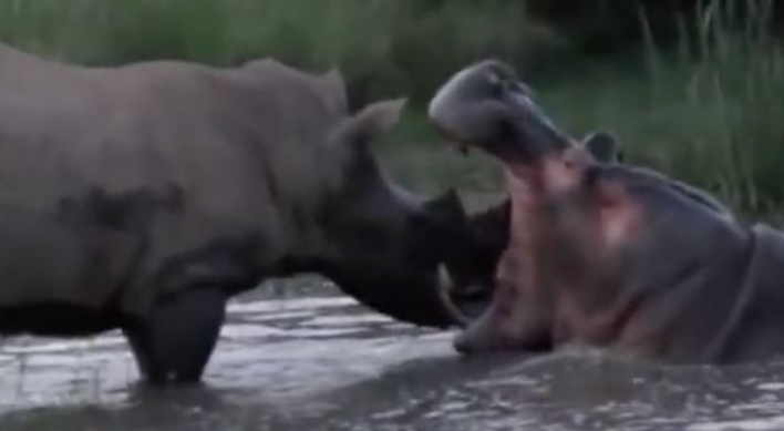 (영상) 코뿔소를 나일강 하류에 처박는 하마