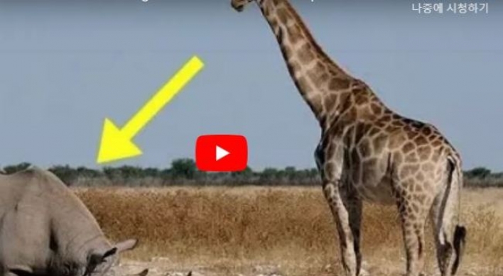 (영상) 코뿔소 무게중심에 ‘대포알 슛’ 꽂는 기린