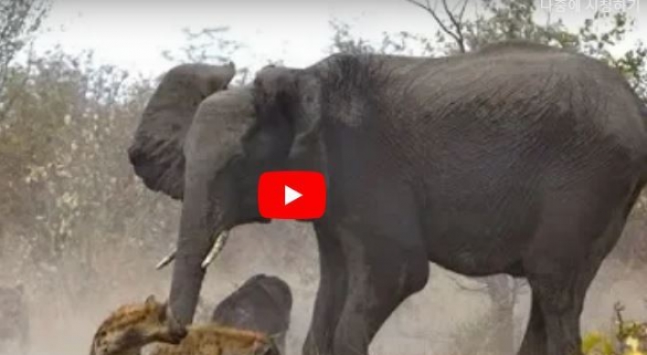 (영상) 코끼리 족쳐 ‘한상 차리는’ 하이에나