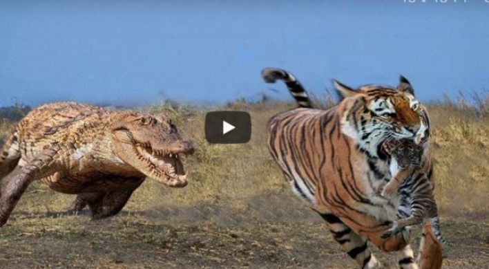 (영상) 호랑이 모가지 깨문 악어 ‘의식불명’