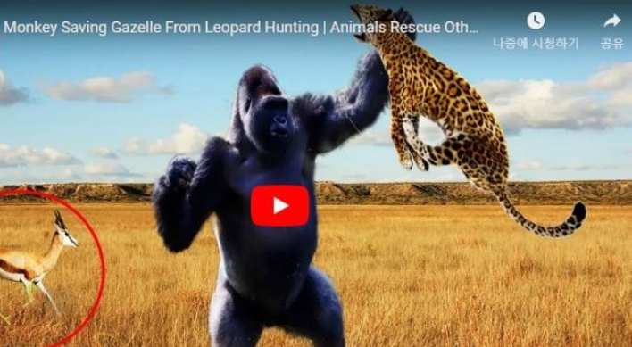 (영상) ‘무쇠주먹’ 오랑우탄의 표범 박살내기