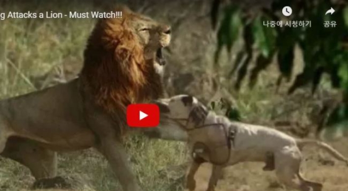 (영상) 사자 광대뼈 이빨로 쑤시는 개