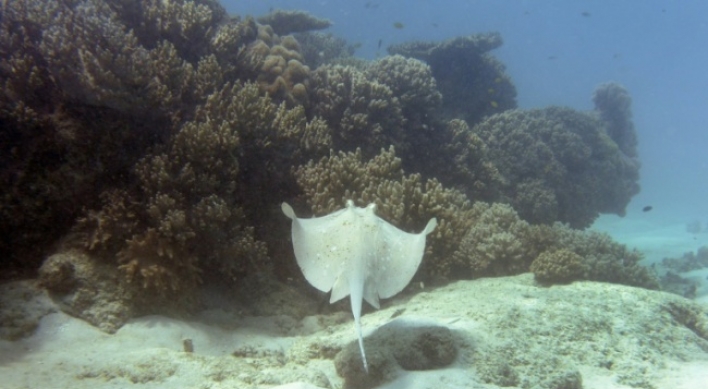 Swimmer killed by stingray, two mauled by sharks in Australia