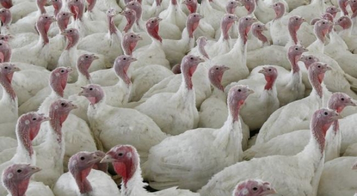 Why a salmonella outbreak shouldn’t ruin your Thanksgiving