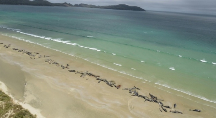 145 whales die on remote New Zealand beach