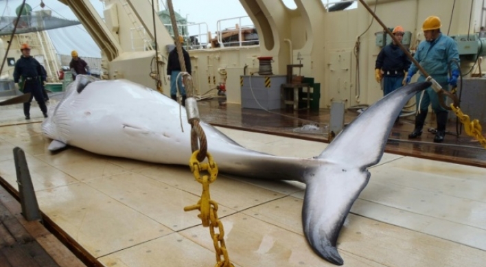 Japan considers leaving IWC to resume commercial whale hunts