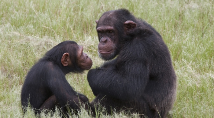 Chimps use branch to make ladder, escape Belfast Zoo