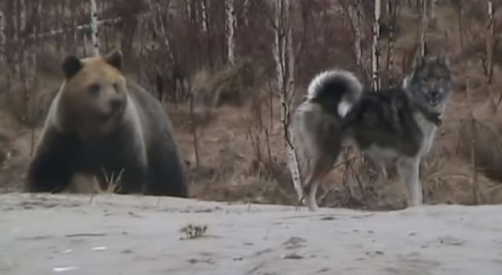 (영상) 거대 곰 vs 주인 보호하는 개 ‘목숨 건 대치’