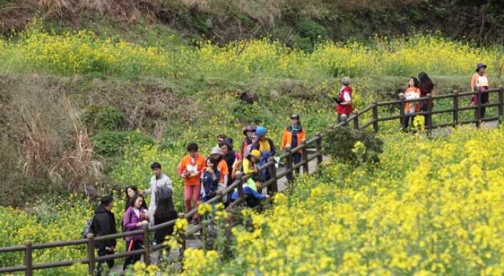 Seogwipo to hold annual canola walking festival