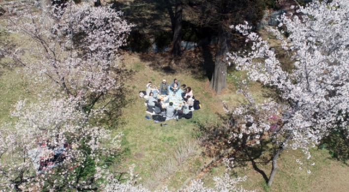 Bus hours extended for Cherry Blossom Festival