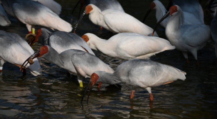 [Newsmaker] Crested ibises return to wild in S. Korea 40 years after going extinct