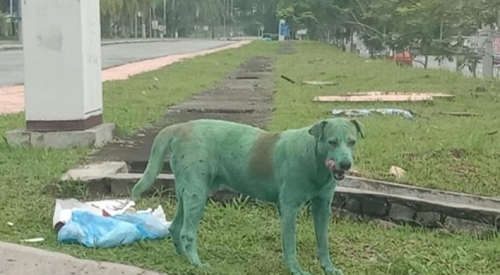 말레이서 녹색 페인트칠한 개 '충격'…동물 학대 비난