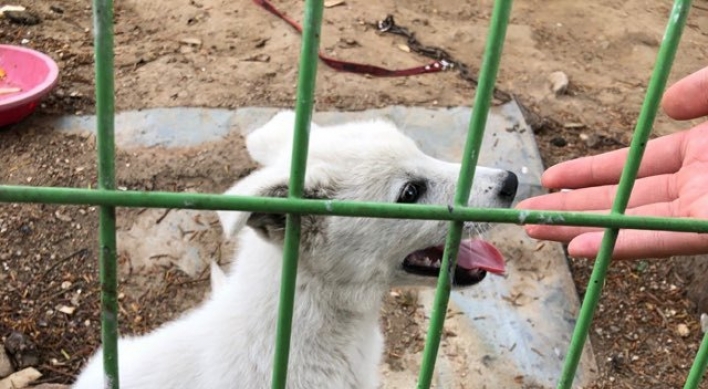 Middle school students rescue dog from meat trade