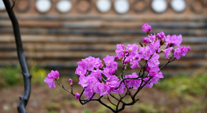 First azalea blooming this spring observed on Jeju