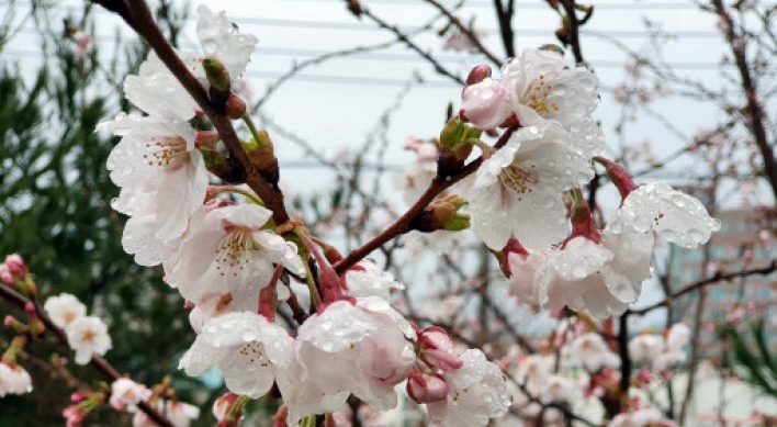 Seoul observes record early cherry blooming