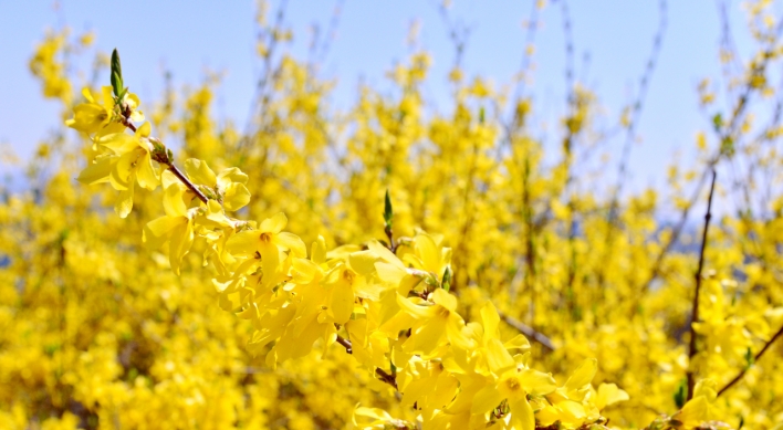 [Eye Plus] Let’s enjoy yellow forsythia blossoms from afar