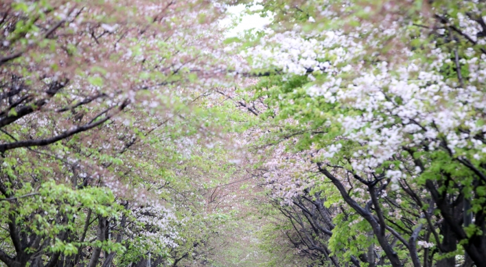 [Photo News] Cherry blossom ending