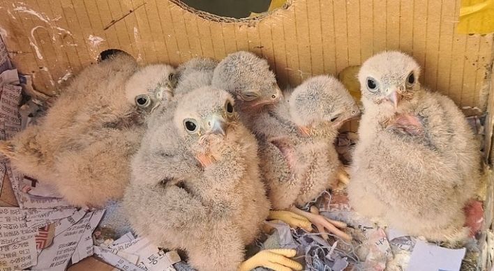 [Photo News] Kestrel chicks hatch in apartment balcony