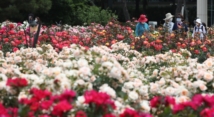 [Photo News] May roses bloom