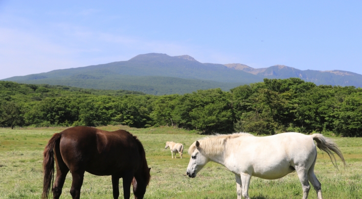 [Photo News] Jeju horses bask in sunlight