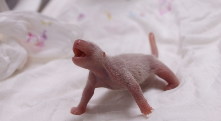 Korea’s first panda cub born at Everland