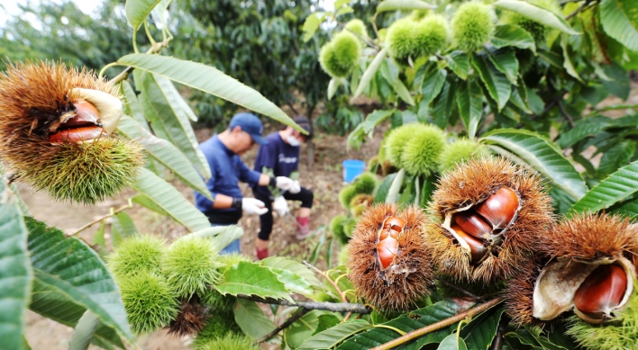 [Photo News] Chestnut picking in Gongju