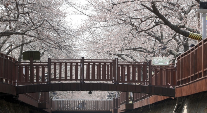 Cherry blossom season begins on Jeju Island, in southern region