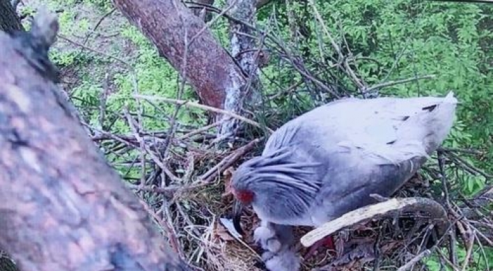 Crested ibis chicks born in the wild 42 years after extinction in Korea