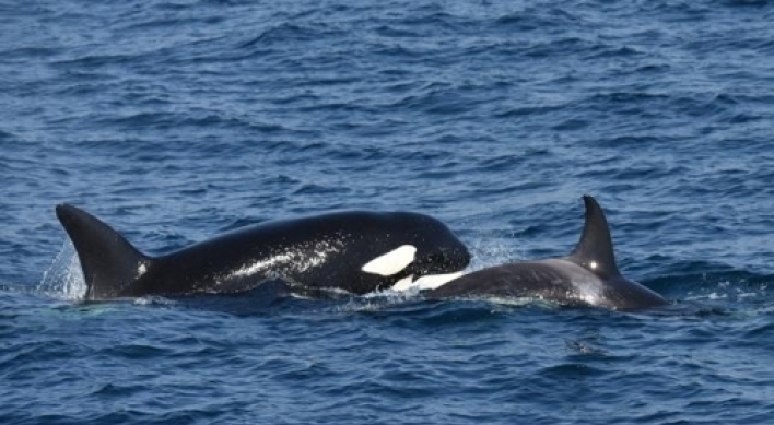 S. Korea to designate killer whale as protected species