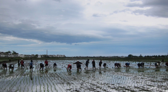 NK paper urges all-out efforts to finish planting rice within optimal period