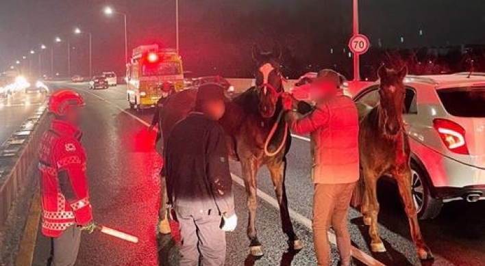 2 equestrian horses caught on Incheon overpass after being loose for hours