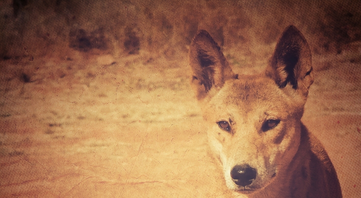 About 2,000 wild dogs living in Jeju’s mid-mountain area: study