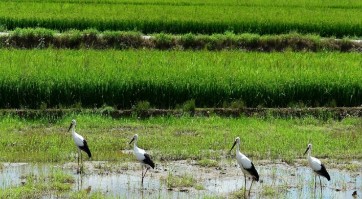 Once extinct oriental white storks return to farmland