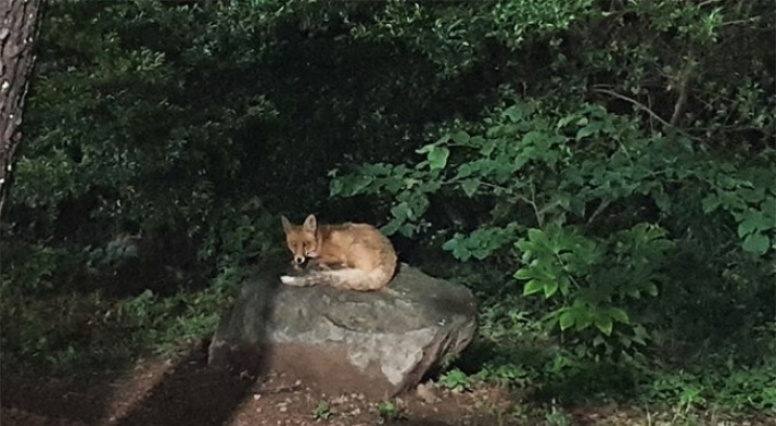 Released red fox travels 200 kilometers south