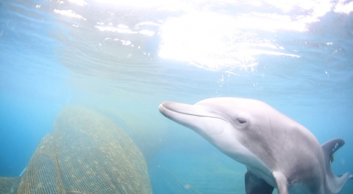 Captive dolphin released into sea after 17 years