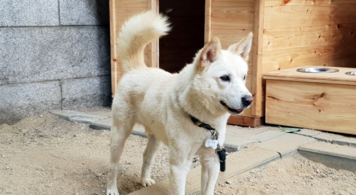 Moon returns to state two dogs gifted by N. Korea's Kim