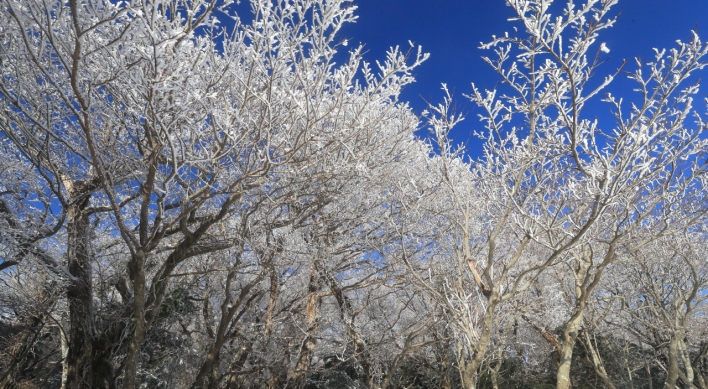 Winter wonderland in Hallasan