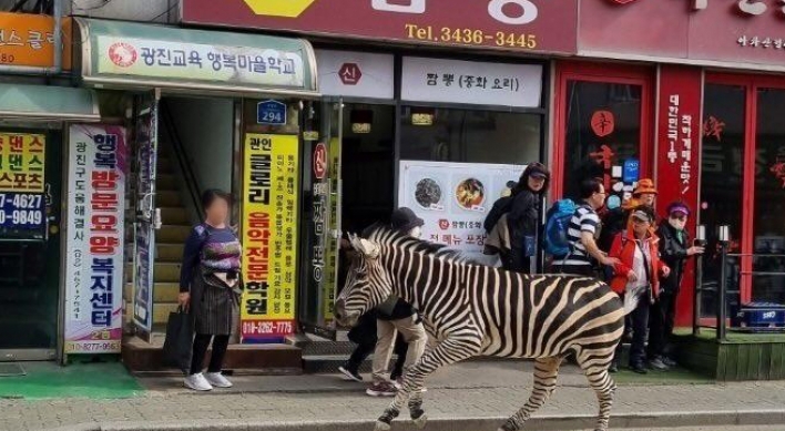 Zebra captured some 3 hours after escaping from Seoul zoo