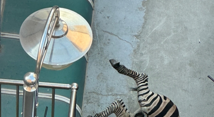 Video reveals escaped zebra in Seoul lost parents