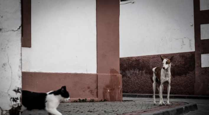 Man given 3-yr imprisonment for starving over 1,000 cats, dogs to death