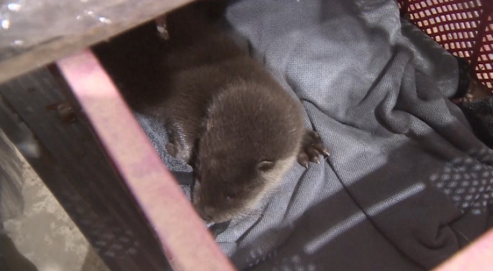 Endangered otter pup found in farmer's storage facility amid downpours