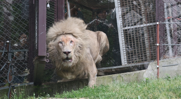 Zoo-born lion’s first moment outdoors captured in photos