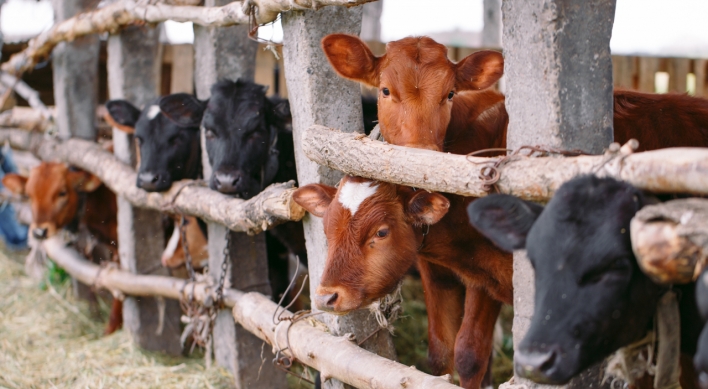 Suspected human case of tularemia found in Suwon, raw beef liver suspected