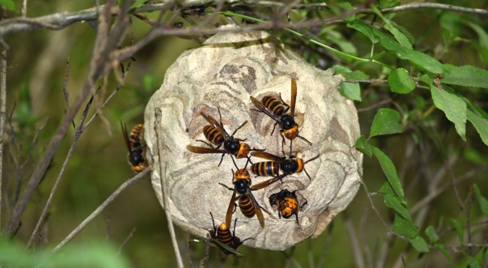 S. Korea sees surge in bee stings