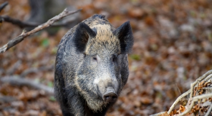 Man killed by fellow hunter who mistook him for wild boar