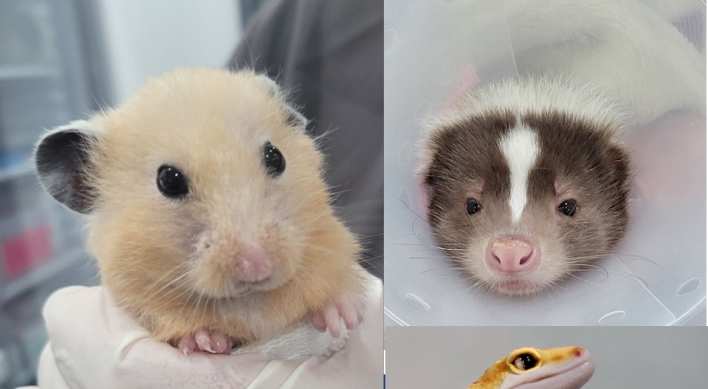 To heal the tiny animals, vet turns to creativity