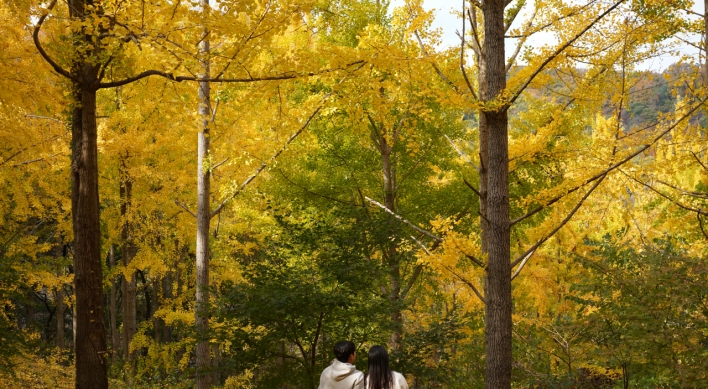 Everland unveils hidden ginkgo tree forest