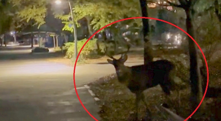 City of Suwon searches for aggressive deer